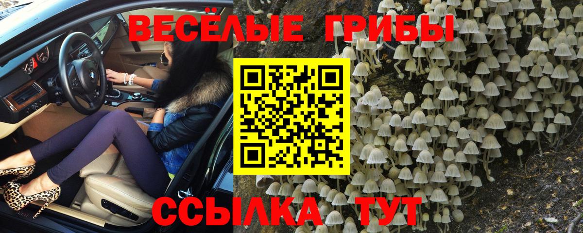 Псилоцибиновые грибы Psilocybine cubensis Саранск